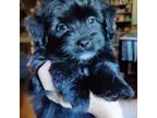 Shih-Poo Puppy for sale in Greenville, FL, USA