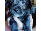 Shih-Poo Puppy for sale in Greenville, FL, USA