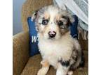 Australian Shepherd Puppy for sale in Lamar, MO, USA