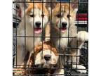 Akita Puppy for sale in Alameda, CA, USA