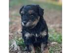 Mutt Puppy for sale in Travelers Rest, SC, USA