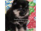 Pomeranian Puppy for sale in Eatonville, WA, USA