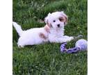 Cavapoo Puppy for sale in Berlin, OH, USA