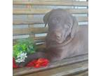 Labrador Retriever Puppy for sale in Waterloo, NY, USA