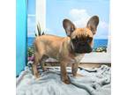 French Bulldog Puppy for sale in Springfield, MO, USA