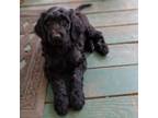 Goldendoodle Puppy for sale in Lillington, NC, USA