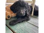 Goldendoodle Puppy for sale in Lillington, NC, USA