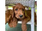 Goldendoodle Puppy for sale in Lillington, NC, USA