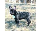 French Bulldog Puppy for sale in Springfield, MO, USA