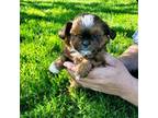 Shih Tzu Puppy for sale in Bourbon, IN, USA