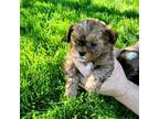 Shih-Poo Puppy for sale in Bourbon, IN, USA