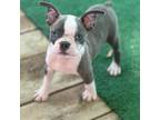 Boston Terrier Puppy for sale in Konawa, OK, USA