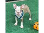 Boston Terrier Puppy for sale in Konawa, OK, USA