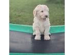 Goldendoodle Puppy for sale in Lake City, FL, USA