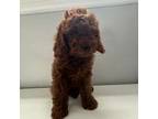 Goldendoodle Puppy for sale in Los Angeles, CA, USA