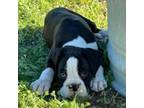 Boxer Puppy for sale in Yakima, WA, USA