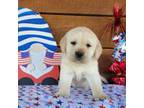 Labrador Retriever Puppy for sale in Lecanto, FL, USA