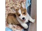 Pembroke Welsh Corgi Puppy for sale in Blenheim, SC, USA