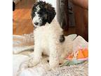 Saint Berdoodle Puppy for sale in Jefferson, NC, USA