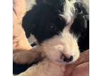 Saint Berdoodle Puppy for sale in Jefferson, NC, USA