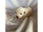 Coton de Tulear Puppy for sale in Rubicon, WI, USA