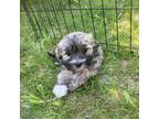 Coton de Tulear Puppy for sale in Rubicon, WI, USA