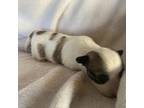 Coton de Tulear Puppy for sale in Rubicon, WI, USA