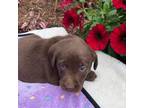 Labrador Retriever Puppy for sale in Robertsdale, AL, USA