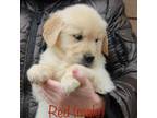 Golden Retriever Puppy for sale in Westfield, MA, USA