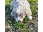 Miniature Australian Shepherd Puppy for sale in Molalla, OR, USA