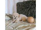 Poodle (Toy) Puppy for sale in Bristol, IN, USA