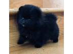 Pomeranian Puppy for sale in Monee, IL, USA
