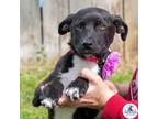 Adopt Iris a Wire Fox Terrier, Pit Bull Terrier