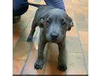 Adopt 0946 a Labrador Retriever