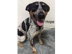 Adopt Hope a Australian Cattle Dog / Blue Heeler, Mixed Breed