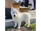 Siberian Husky Puppy for sale in Hughesville, MO, USA