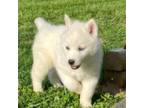 Siberian Husky Puppy for sale in Hughesville, MO, USA