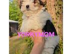 Blue Diamond Non Merle-