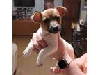 Parson Russell Terrier Puppy for sale in Siler City, NC, USA