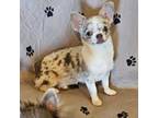 Chihuahua Puppy for sale in Goodyear, AZ, USA