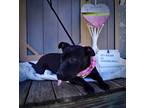 Adopt Tootsie Roll a Pit Bull Terrier
