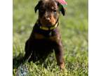 Doberman Pinscher Puppy for sale in Thomas, OK, USA