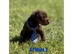 Doberman Pinscher Puppy for sale in Thomas, OK, USA