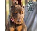 Doberman Pinscher Puppy for sale in Thomas, OK, USA