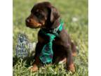 Doberman Pinscher Puppy for sale in Thomas, OK, USA