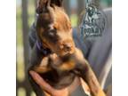 Doberman Pinscher Puppy for sale in Thomas, OK, USA