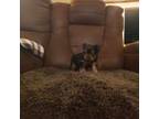 Yorkshire Terrier Puppy for sale in Mineral Wells, WV, USA