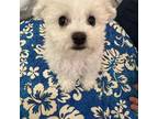 Bichon Frise Puppy for sale in Puyallup, WA, USA