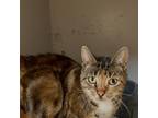 Adopt Cleopatra a Bengal