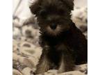 Schnauzer (Miniature) Puppy for sale in Yelm, WA, USA